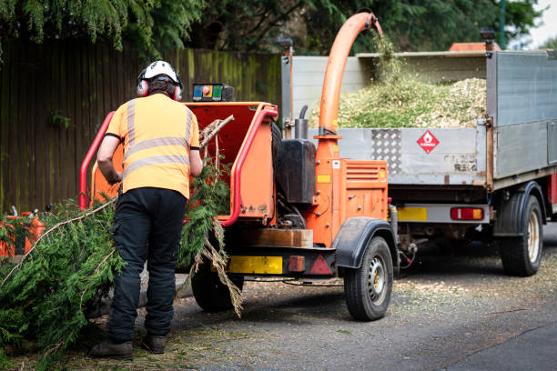 Professional Tree Services in Reliez Valley, CA
