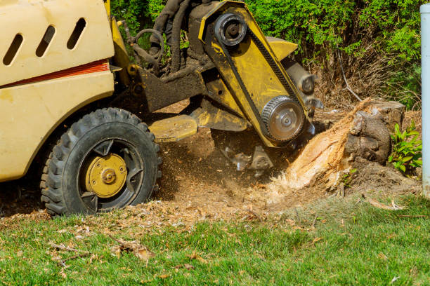 How Our Tree Care Process Works  in  Reliez Valley, CA