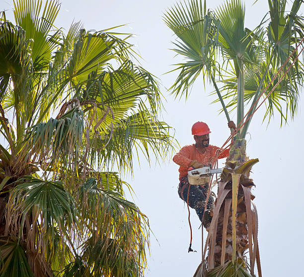 Best Fruit Tree Pruning  in Reliez Valley, CA