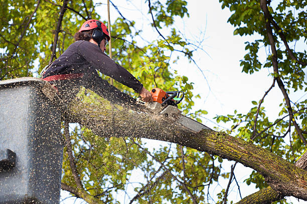 Best Root Management and Removal  in Reliez Valley, CA
